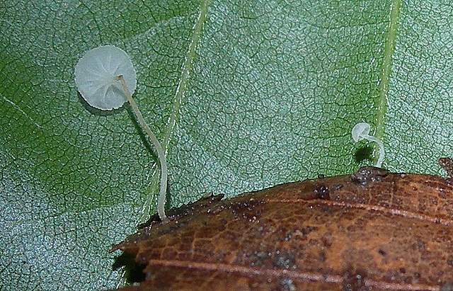 Hemimycena mauretanica    (Maire)   Singer